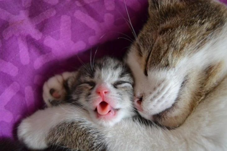 amor gatuno madre