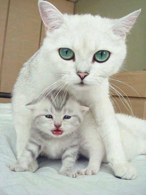 gatos madre
