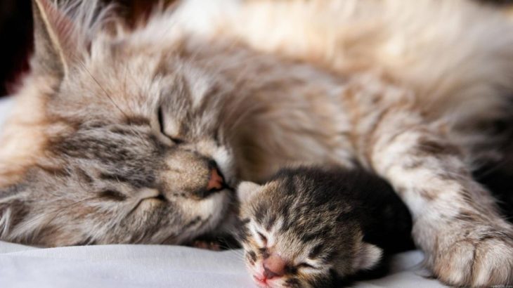 gatitos cuidado cachorros con su madre