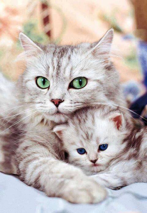 gatitos con su mamá