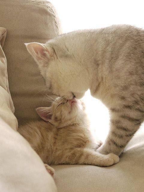 gatos besándose