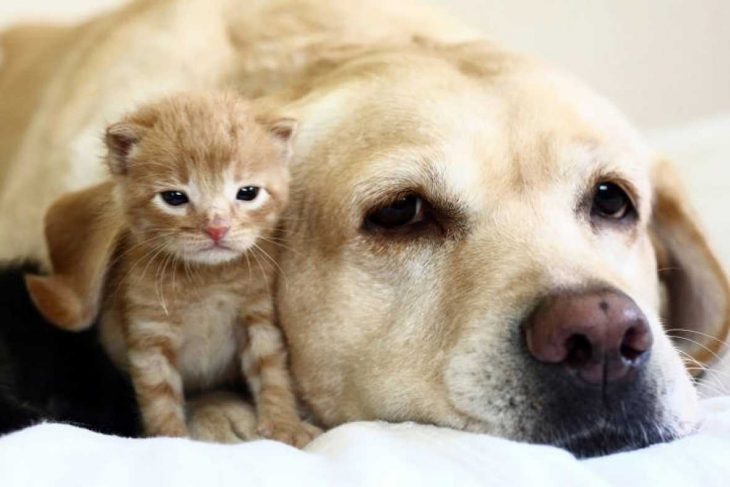 perro y gato familia