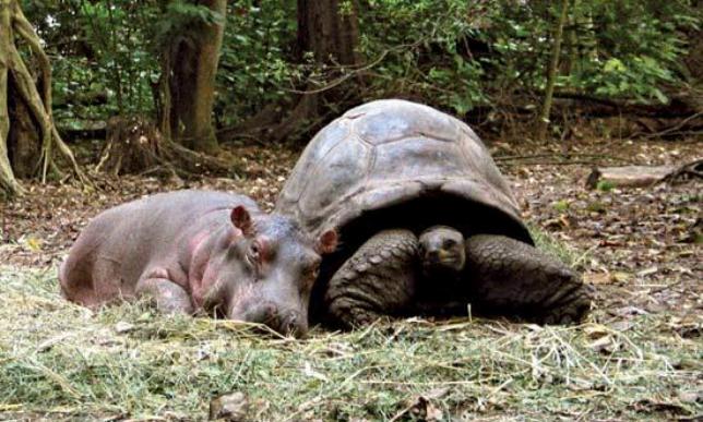 tortuga e hipopótamo amigos