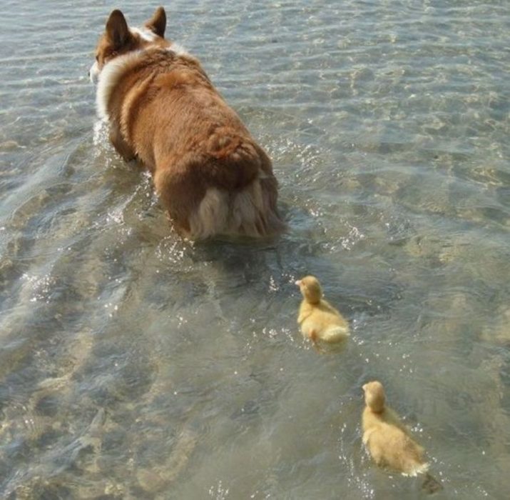 perrito con patos