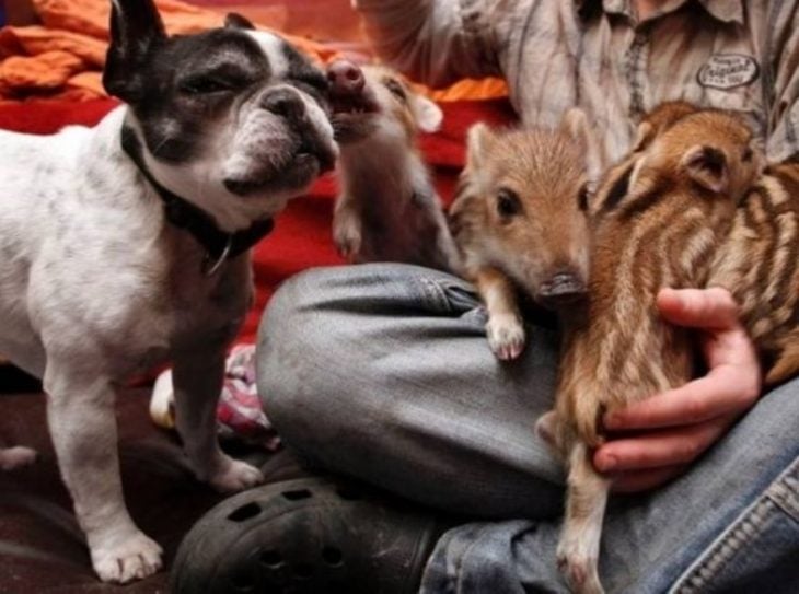 madre perrito cerdo