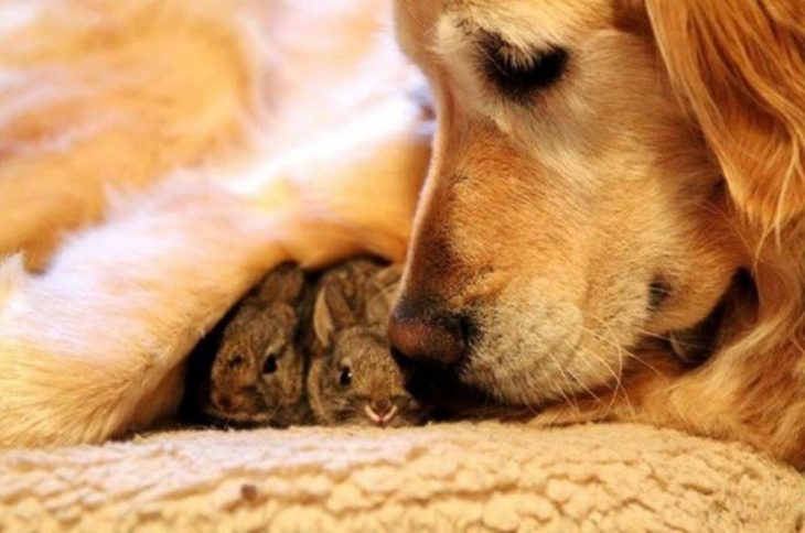 perrito cuidando conejos