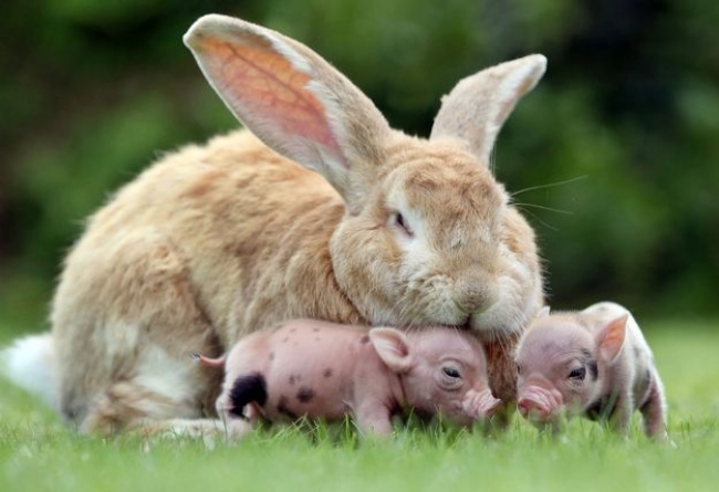 conejo criando cerdos