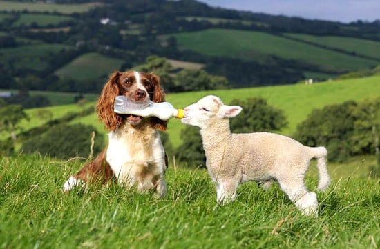 perrito cuidando oveja