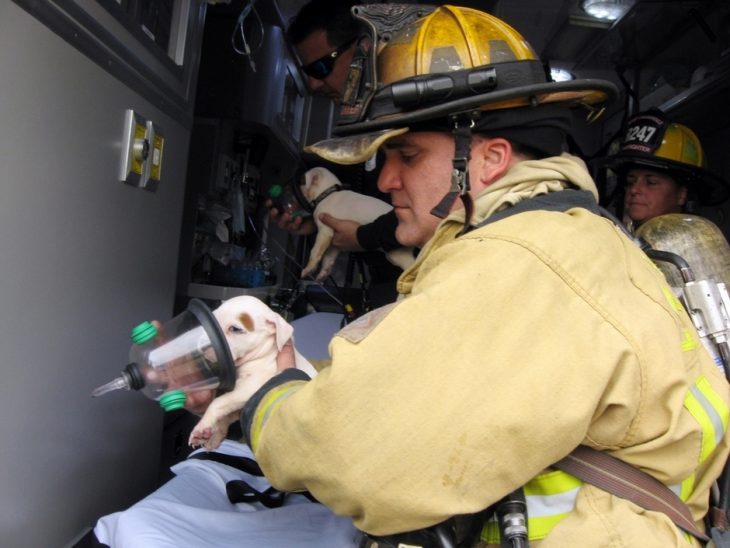 cachorro respiración bombero