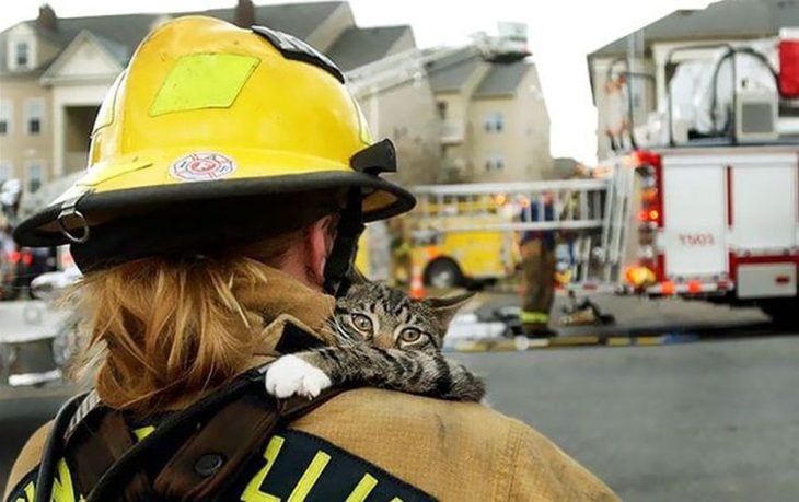 gato rescate de bombero