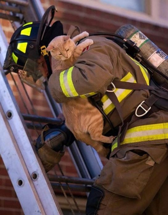 bombero rescatando gato