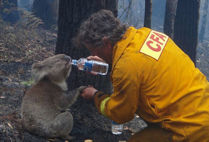 dando agua a un koala