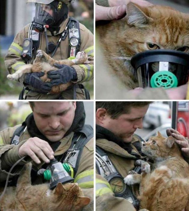 gatito rescate