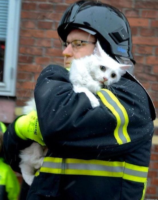 bombero salvando gato