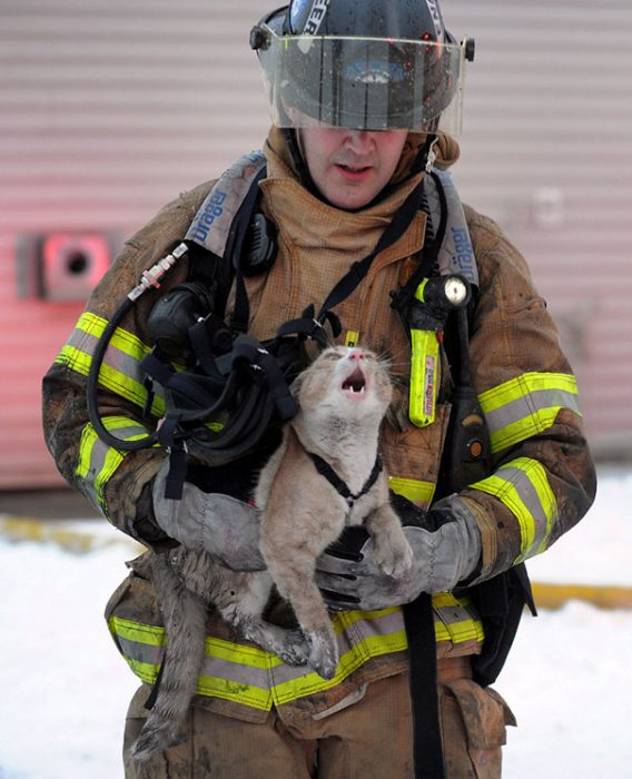 gato llorando rescate