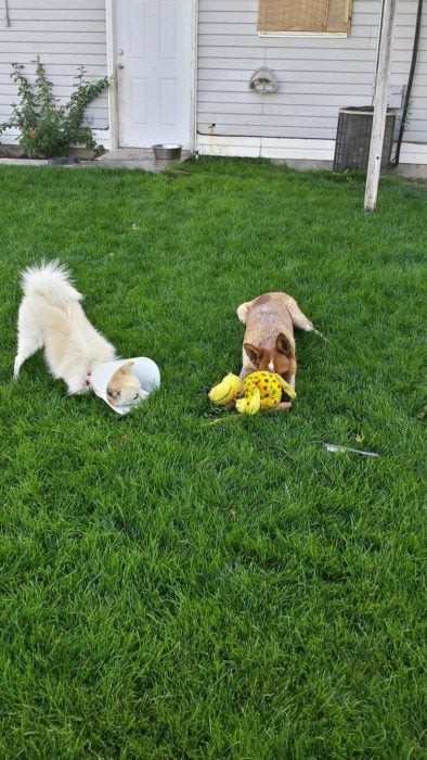 perrito enfermo jugando