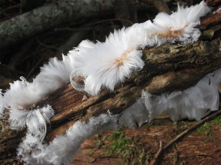 Pelo de hielo