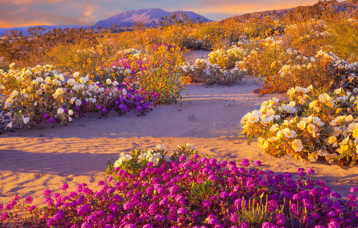 desierto de flores