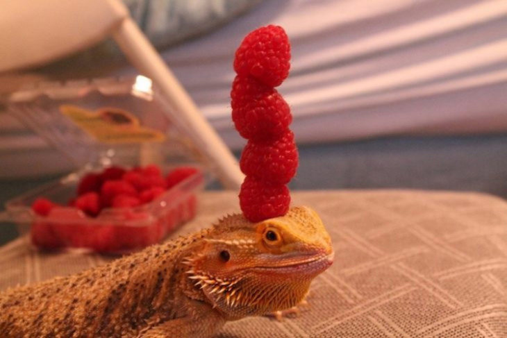 Iguana con moras en la cabeza