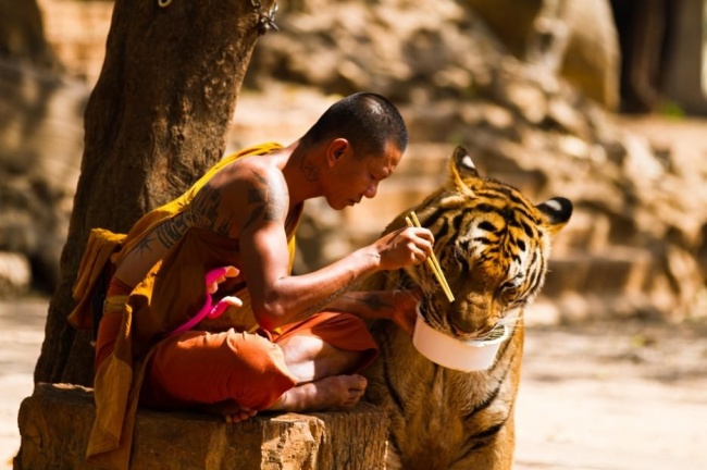 Hombre alimenta a tigre