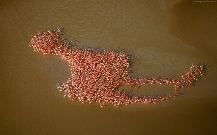 flamingos formación