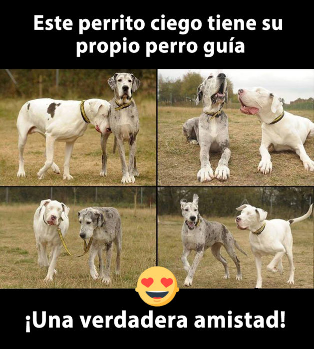 Una verdadera amistad