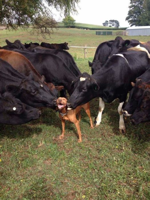 las vacas también adoran a los perros