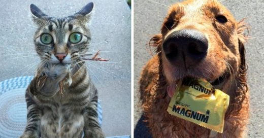 Cover regalos que estos perros y gatos hicieron a sus dueños