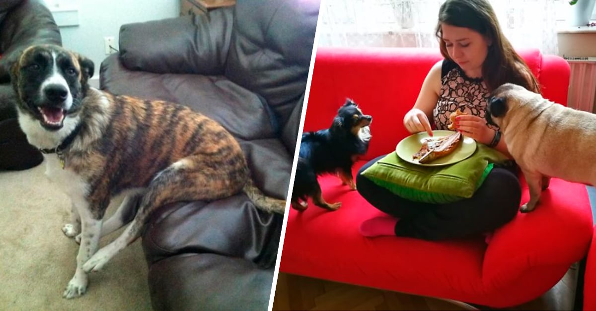 15 Perros que NO rompieron las reglas, ¡las REINVENTARON!