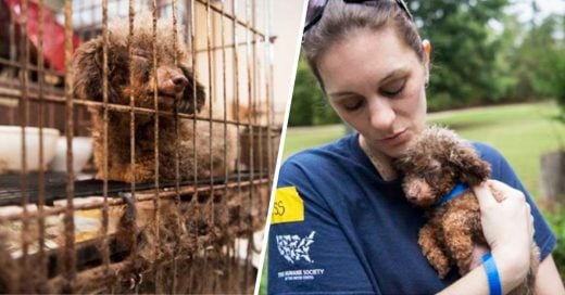 Cover Esta perrita conoce por primera el amor humano; pasó años encerrada en una jaula