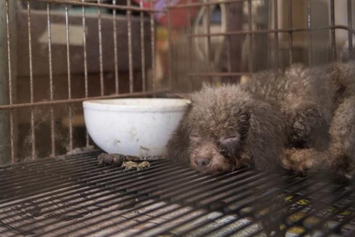 Perrita Rescatada Dormida RecreoViral.com