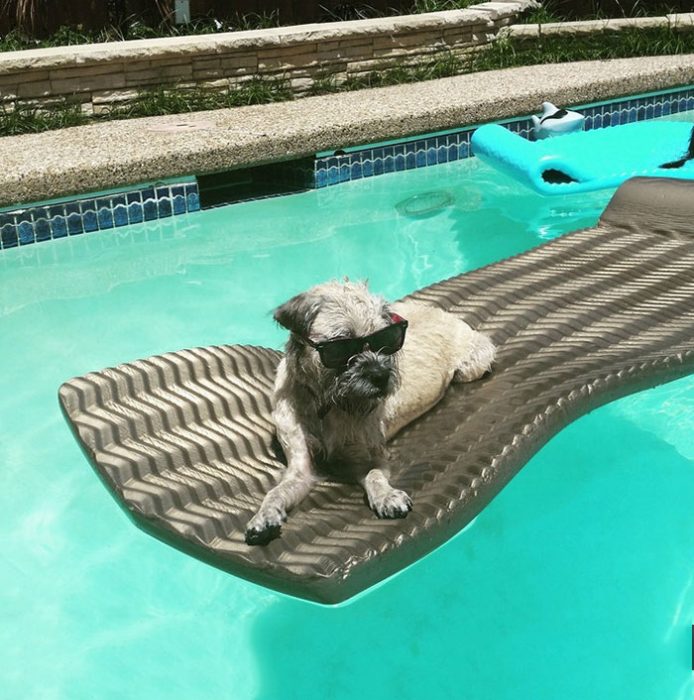 perrito en una alberca