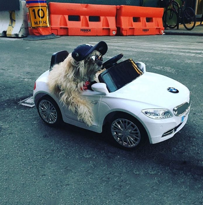 perro auto