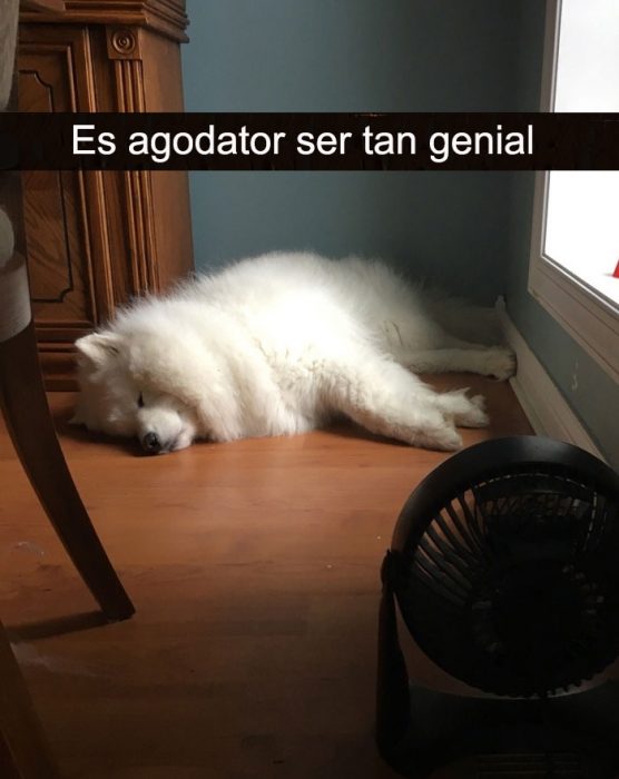 perro vive mejor que tú