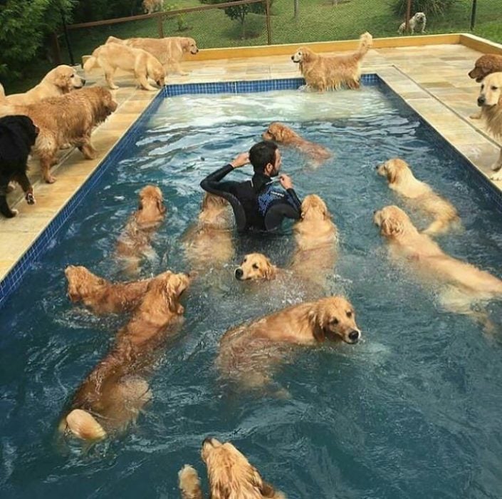 fiesta perruna en la piscina