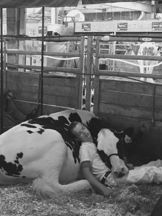 Se queda dormido con su vaca
