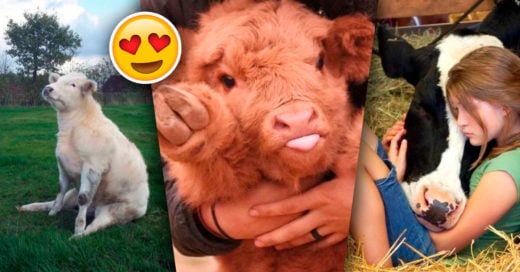 Cover Adorables vacas que demuestran que pueden ser el mejor amigo del hombre