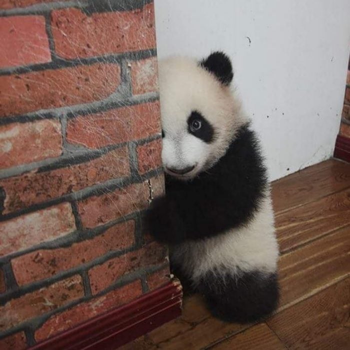 panda espiando