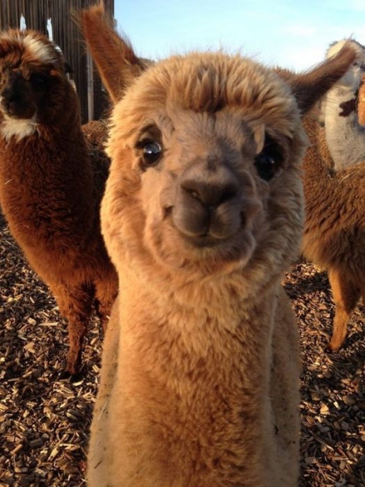 alpaca feliz