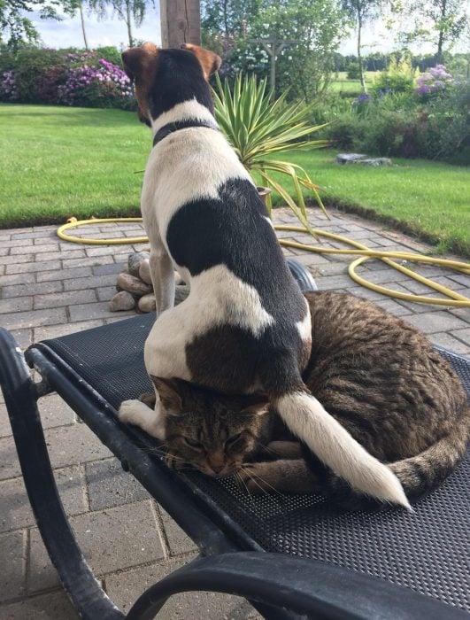 perro sentado sobre un gato
