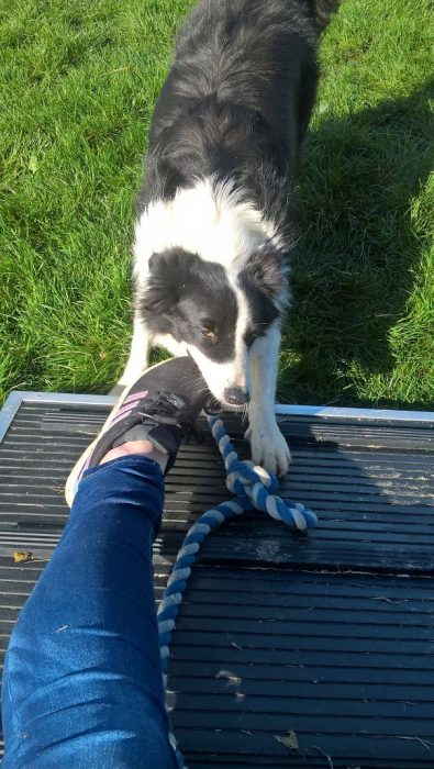 perro comiendo zapato