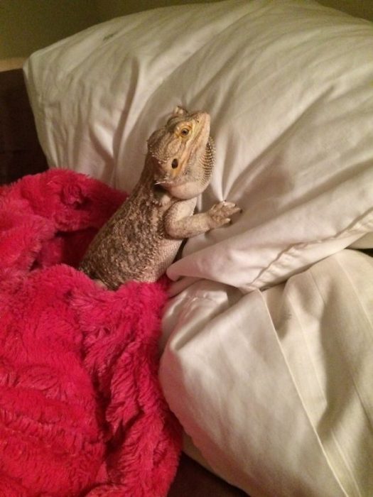 iguana en su almohada