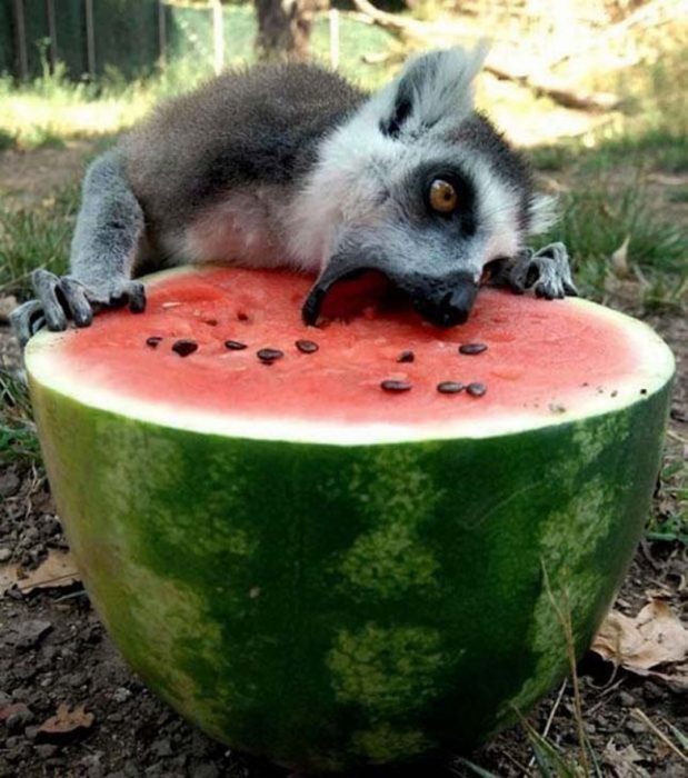 lemur comiendo zandía