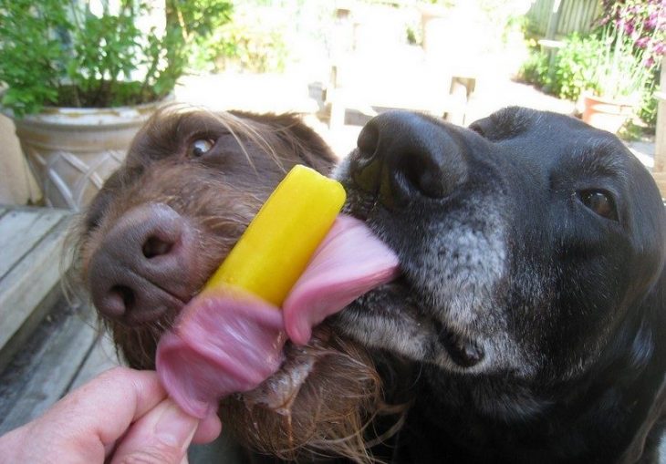 perros comiendo paleta hielo
