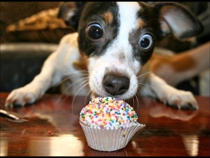 perro comiendo pastelito