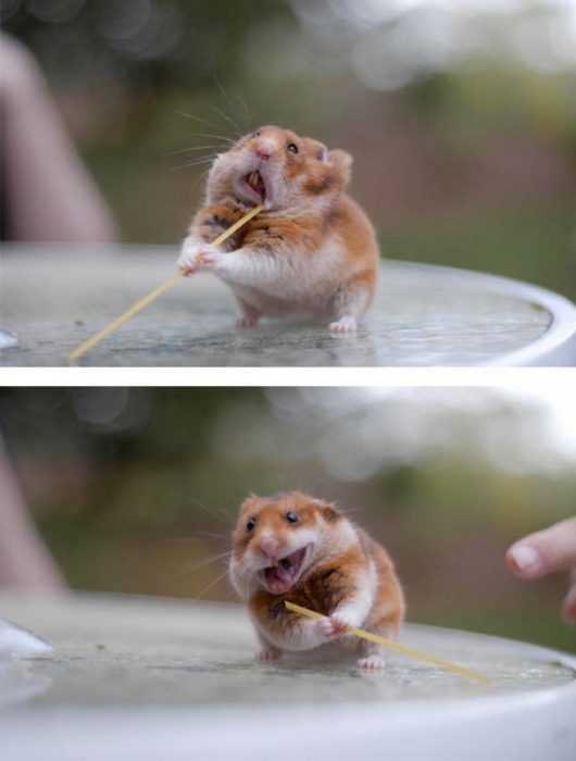 hamster comiendo