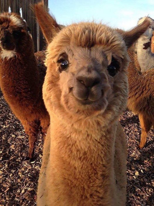 llama alpaca bebé