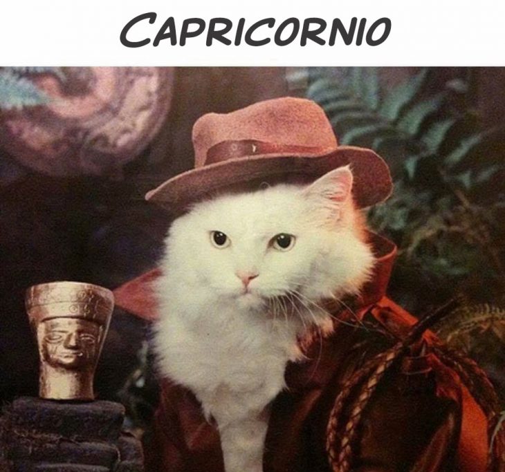 CAPRICORNIO GATO