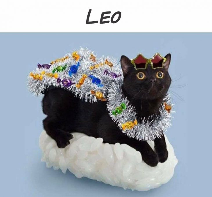 leo gato