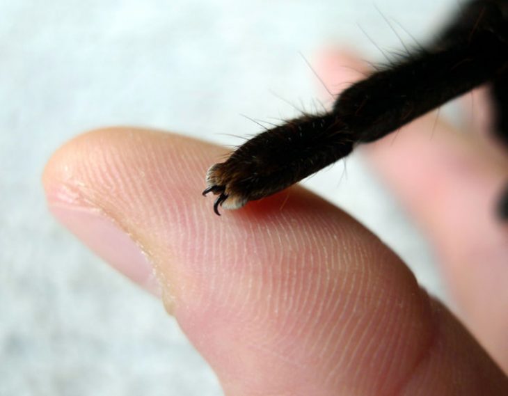 Patitas de araña Recreoviral.com